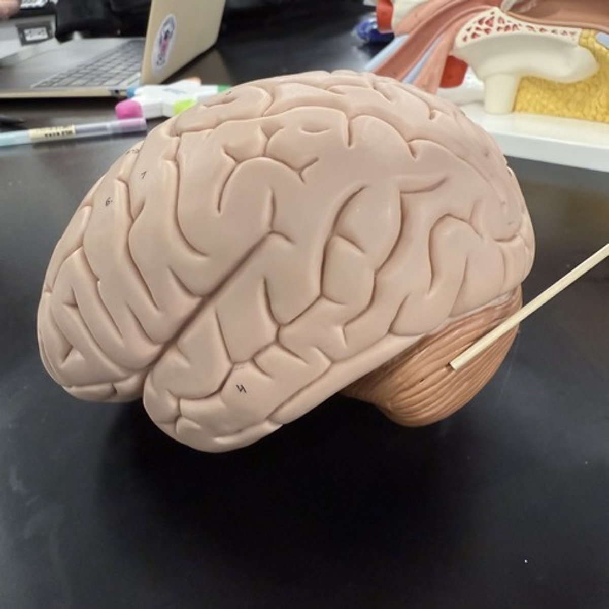 <p>What is this structure?</p>