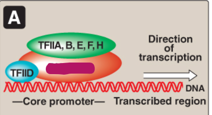 <p>Label this section of the core promoter site.</p>
