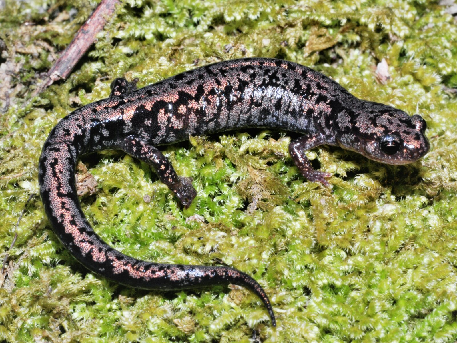<p>Weller’s Salamander</p>