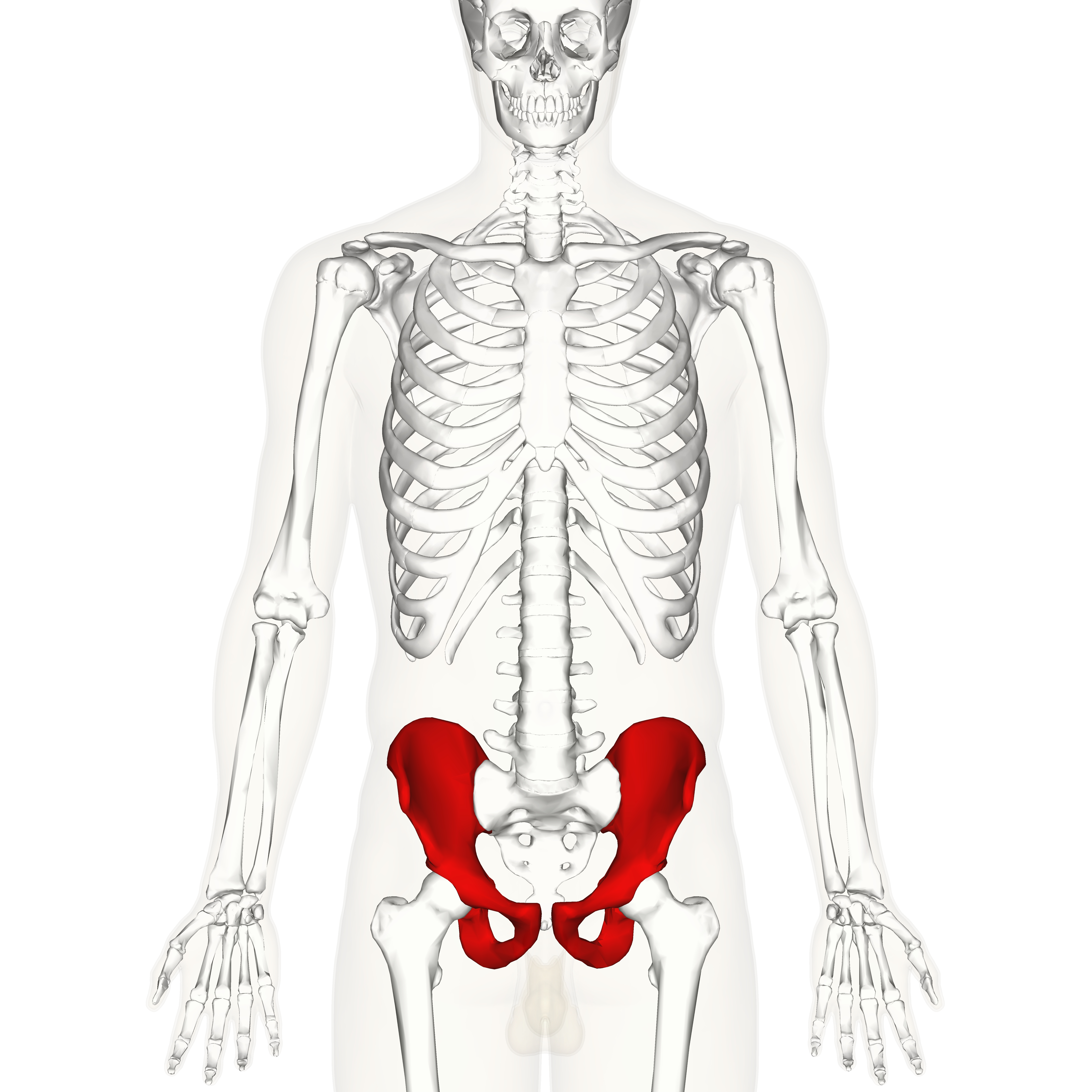 <p>Appendicular skeleton - hips</p>