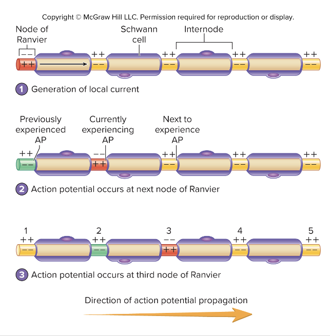 <ul><li><p>Happens in <strong>myelinated axons </strong></p></li><li><p>Action potential is conducted from one node of Ranvier to the next</p></li></ul><p></p>