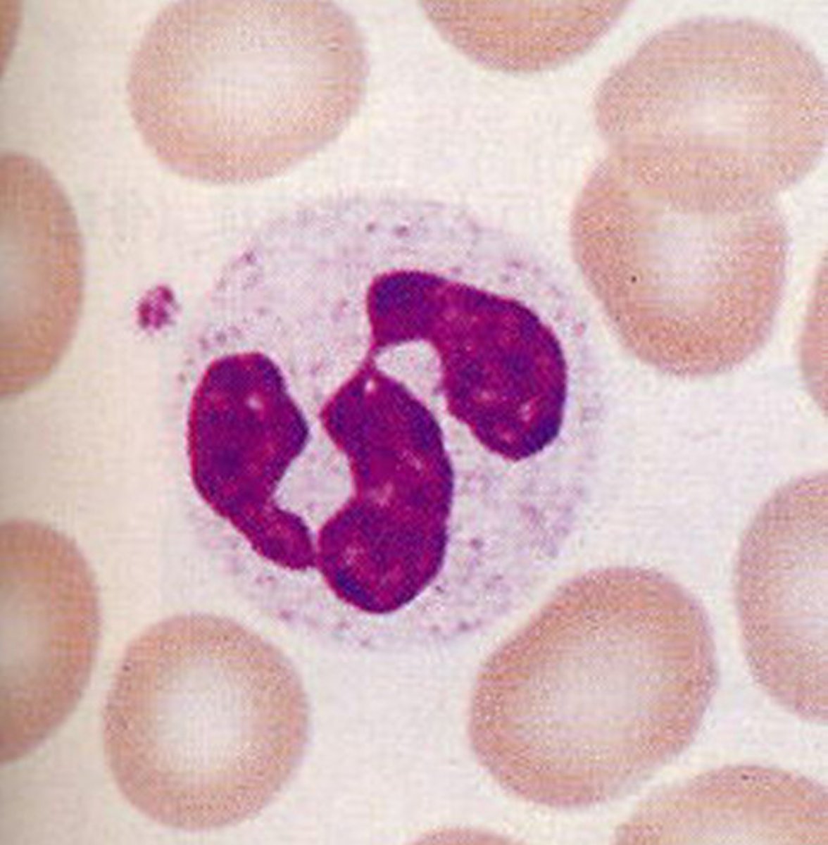 <p>A type of white blood cell that engulfs bacteria and is most abundant.</p>