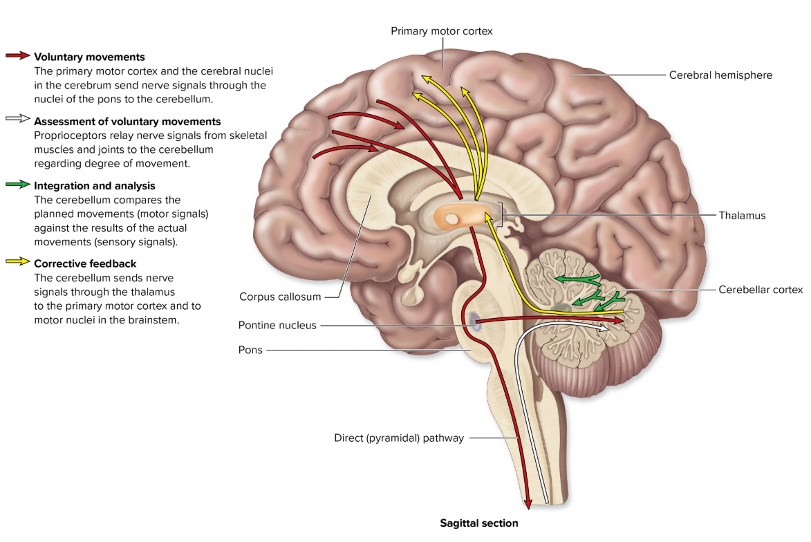 <p>Cerebellum</p>