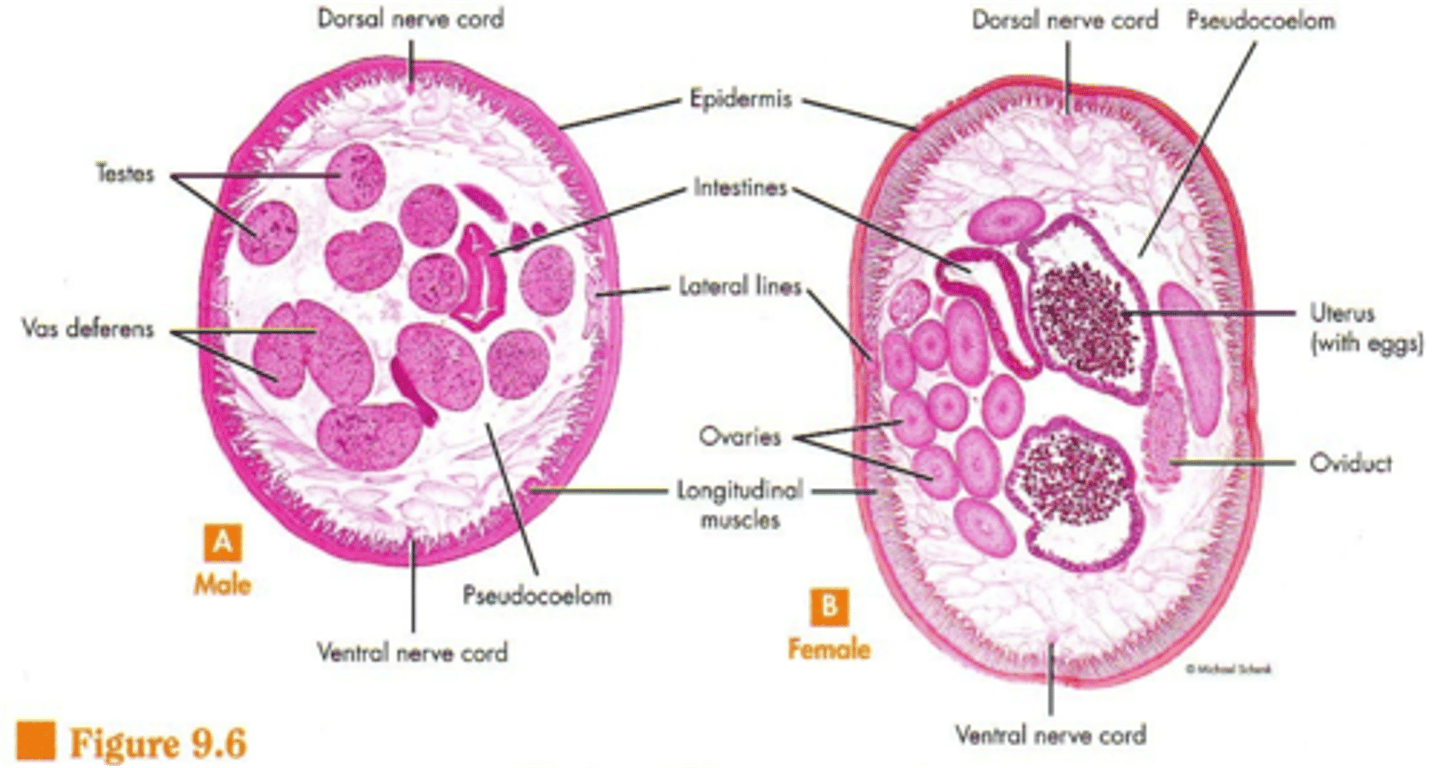 <p>female has uterus filled with eggs, male has many testes</p>