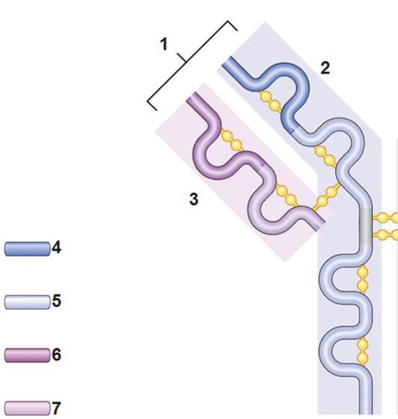 <p>2. the larger chain</p>