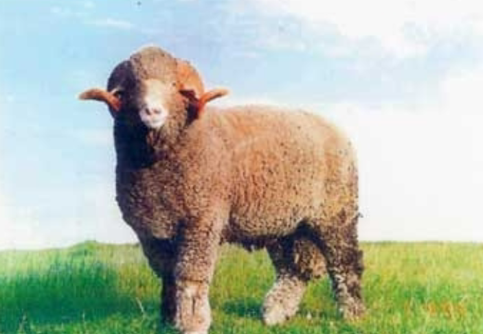 <p>white faced and most common fine wool breed in U.S.</p>