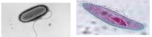 <p>cilia and flagella characteristics</p>