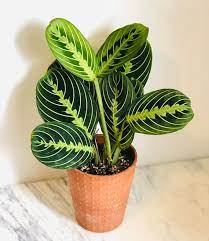 <p>What plant is this?</p>
