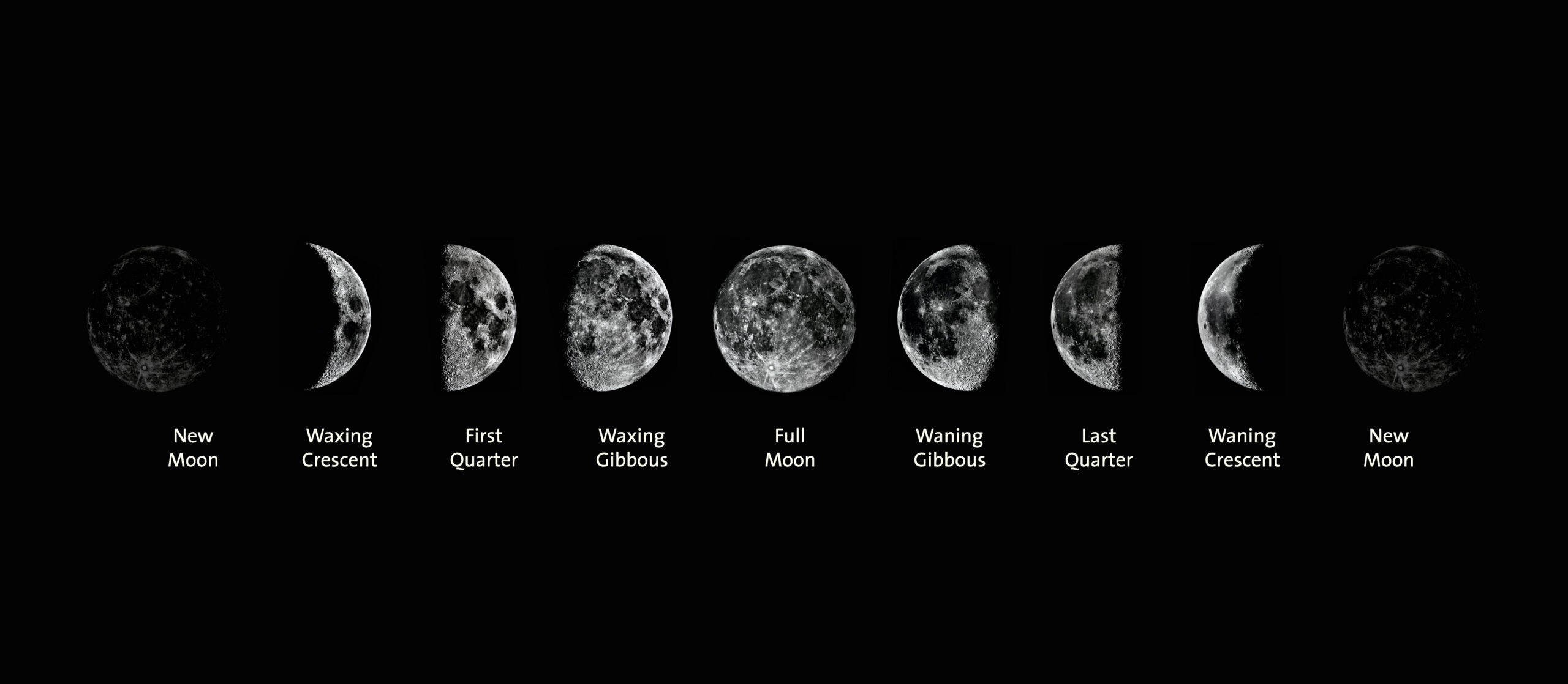 <ul><li><p>new moon </p></li><li><p>waxing crescent </p></li><li><p>first quarter </p></li><li><p>waxing gibbous </p></li><li><p>full moon </p></li><li><p>wanning gibbous </p></li><li><p>last quarter </p></li><li><p>waning crescent </p></li><li><p>new moon </p></li></ul>