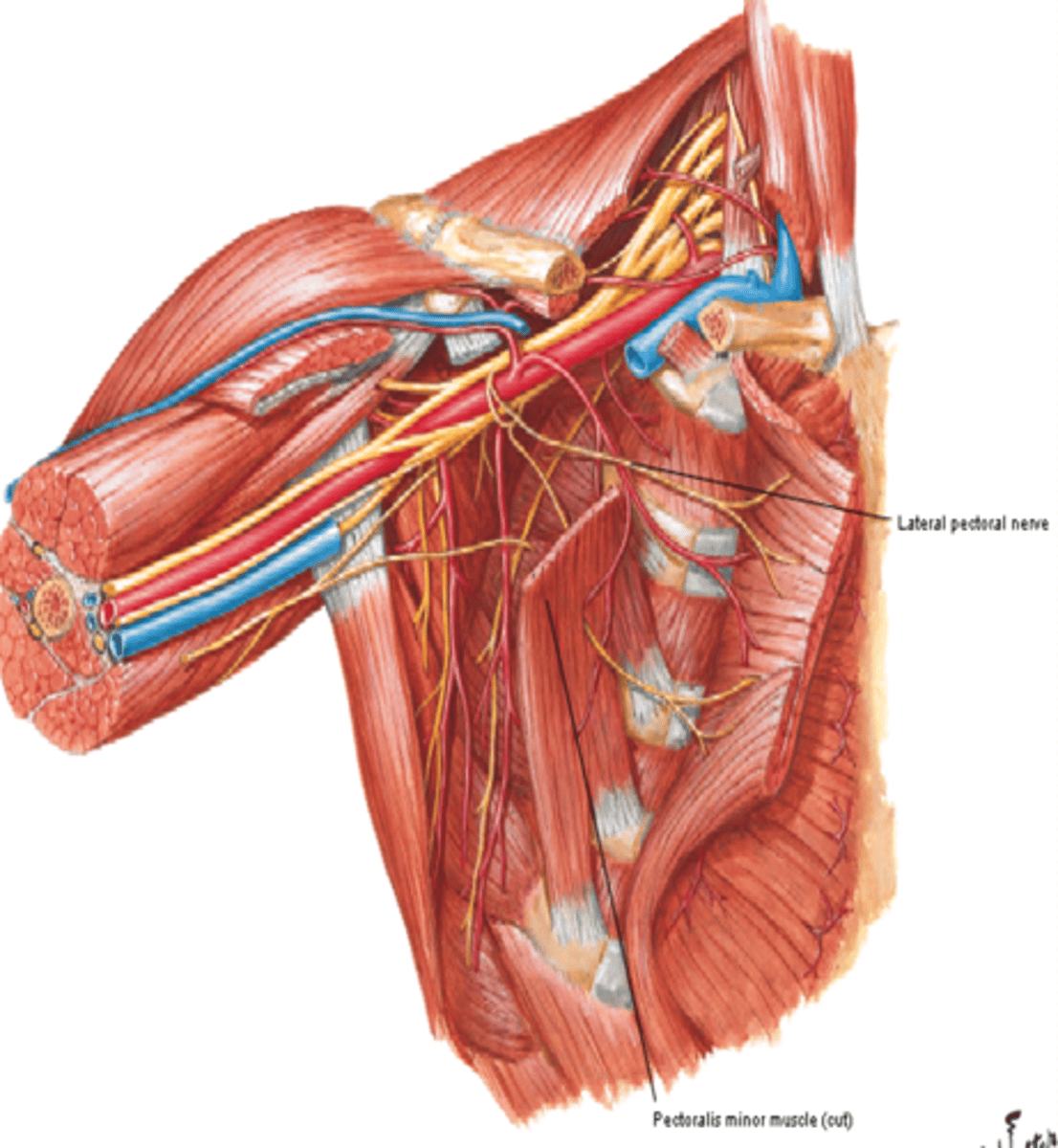 <p>-Course: reaches pectoralis major m. on its deep surface</p><p>-Supply: pectoralis major m.</p>