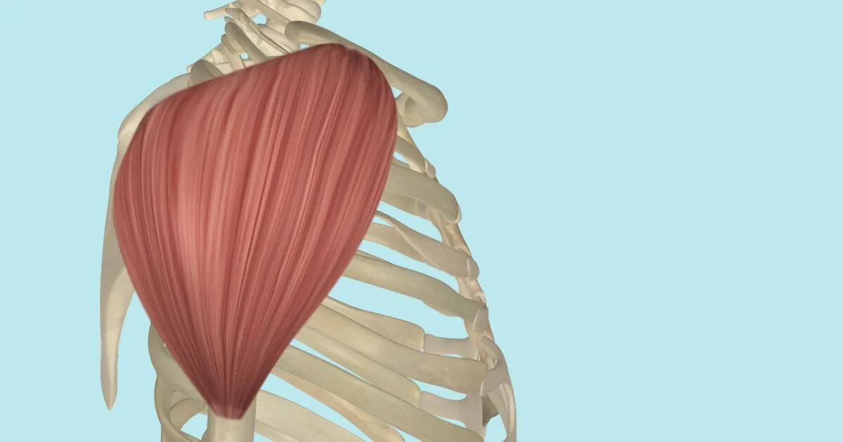 <p>The <strong><em><em></em></strong></em>__ muscle is known as the 'deltoid group' and aids in arm movement.</p>