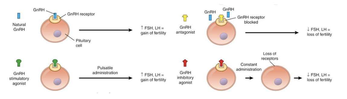 <p><span>Ganirelix, Cetrorelix, and Degarelix inhibit FSH and LH secretion by binding to GnRH receptors&nbsp;</span></p>
