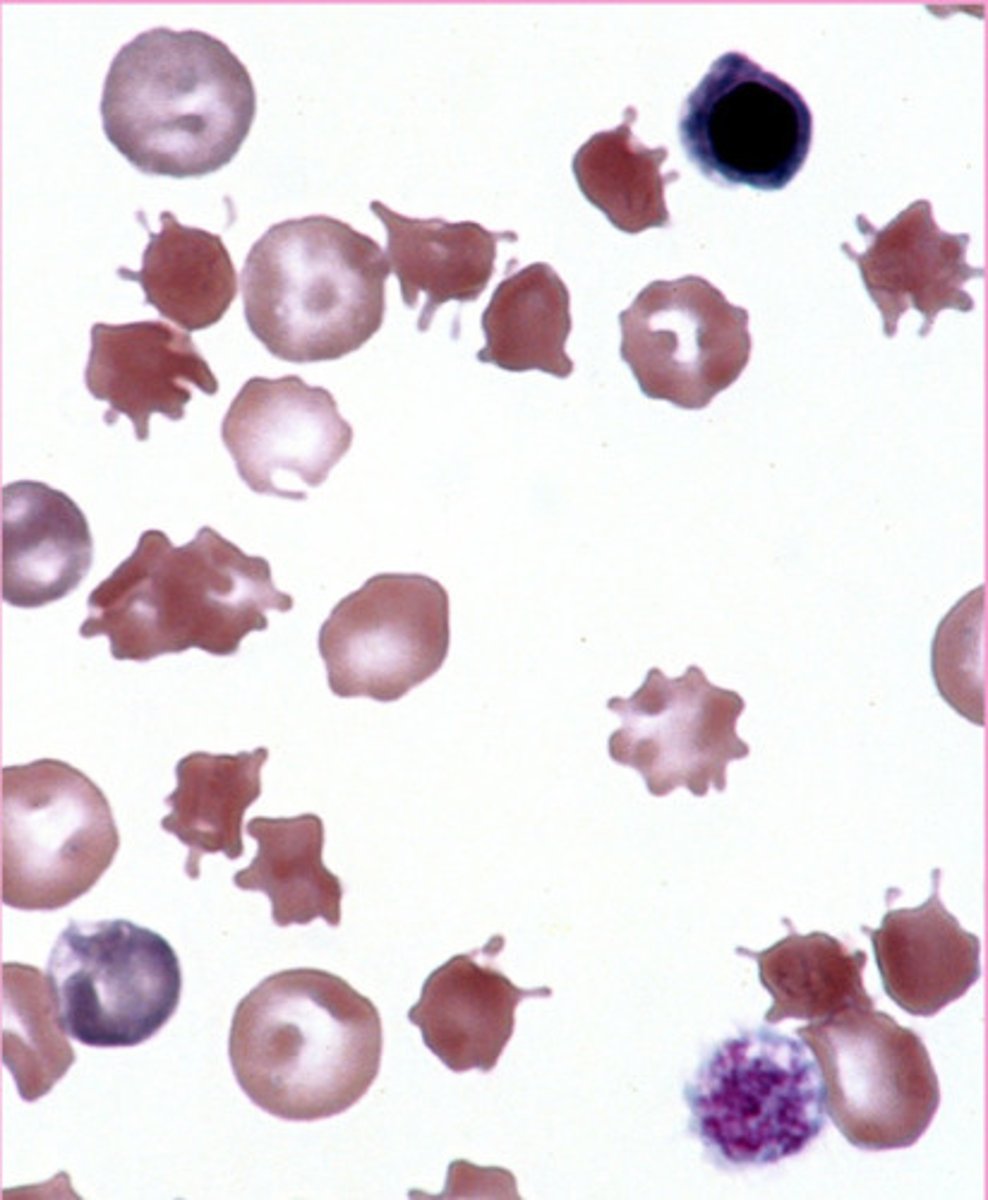 <p>What are these?</p>