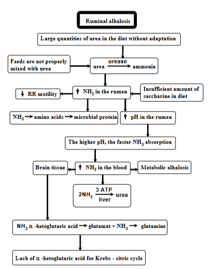 <p>Condition of <strong>high pH (alkaline) in rumen, due to large quantities of urea in the diet, where the animal has no time to adjust.</strong> Process:</p><ol><li><p><strong>too much urea in diet</strong></p></li><li><p>urea conversion: <strong>urea → ammonia </strong>(by enzyme urease in rumen)</p><ul><li><p>feeds are not mixed with urea = worsen</p></li></ul></li><li><p><strong>consequences:</strong></p><ul><li><p>increased NH3 in rumen</p></li><li><p>insufficient amount of saccharine in diet (not enough carbs) = worsen</p></li><li><p>ammonia → AA → microbial protein (normally used, but if ammonia is produced faster than it is used = problem)</p></li><li><p><strong>decreased RR motility</strong> (slowing digestion)</p></li><li><p>increased pH in rumen =&gt; faster ammonia absorption into blood → higher levels → <strong>metabolic alkalosis </strong>(increased in blood pH) → <strong>can affect brain tissue.</strong></p></li><li><p>liver - tries to convert ammonia back into urea, tries to detoxify it by combining it to form glutamate → glutamine.</p></li><li><p>krebs cycle disruption, as liver takes the enzyme to detoxify ammonia.</p></li></ul></li></ol><p></p>