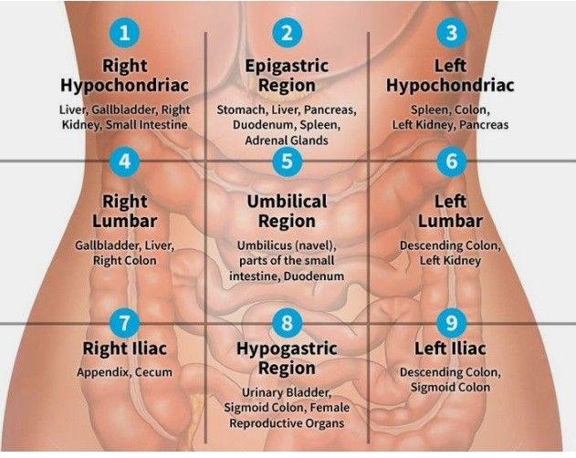 <p>what are the 9 abdominopelvic regions?</p>
