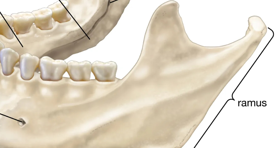<p>extension of bone that makes angle with rest of structure</p>