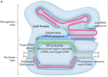 <ul><li><p>An RNA-guided DNA targeting tool</p></li><li><p>Discovered in the 1990s</p></li><li><p>CRISPR = clustered regulatory interspersed short palindromic repeats</p></li><li><p>A form of adaptive immunity based on specific recognition of bacteriophage DNA by complementary RNA that was transcribed</p></li></ul><p></p>