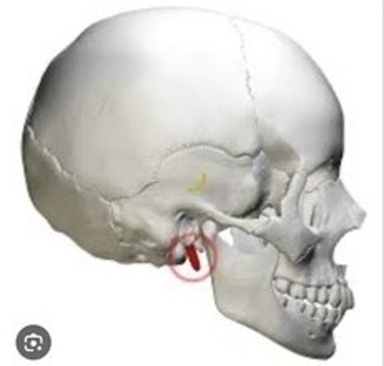 <p>Thin projection for muscle attachment beneath the skull.</p>