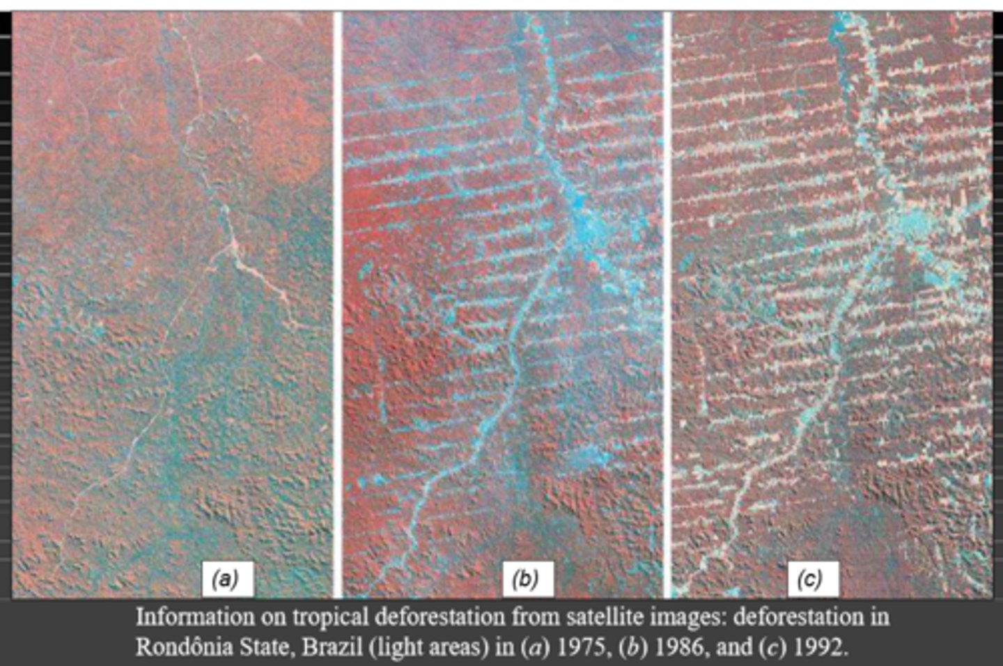 <p>This method is used to clear out forests to use up all of the nutrients present, tropical soils are nutrient poor so after 2-5 years they will become infertile and no longer support life.</p>