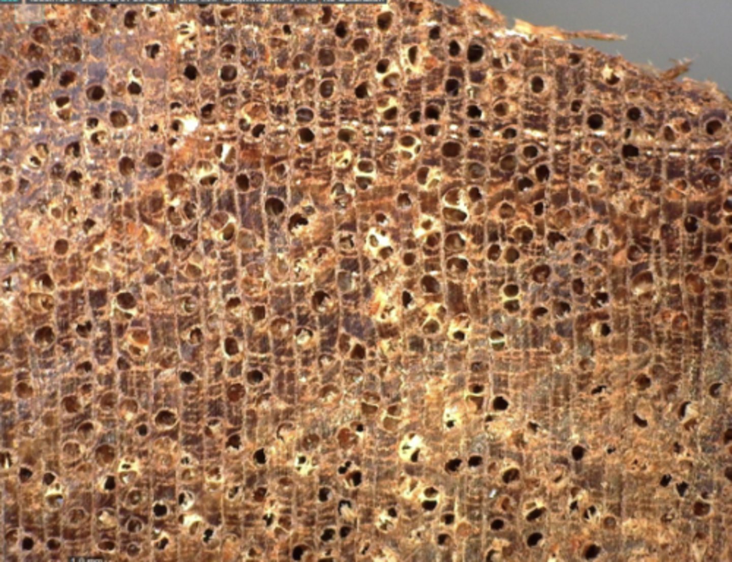 <p>Red to dark reddish-brown color; presence of tyloses; more parenchymatous (than Tanguile); large pore size; with concentric resin ducts</p>