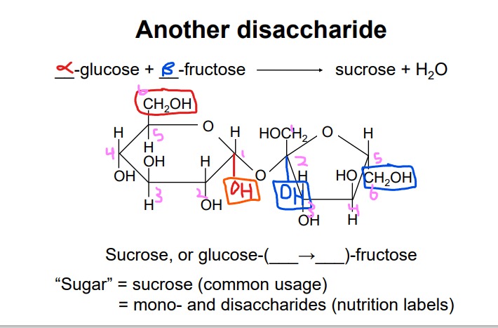 <ul><li><p>To determine which form is alpha or beta, identify the anomeric carbon and observe the position of the hydroxyl group; if it is on the opposite side of the anomeric carbon, it is alpha, while if it is on the same side, it is beta</p></li><li><p>(fructose also always makes 5 membered rings)</p></li></ul><p></p>