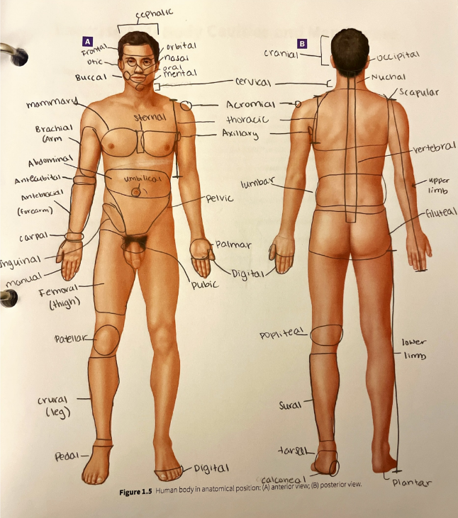 <p>the anterior and posterior arm (between the elbow and the shoulder)</p>