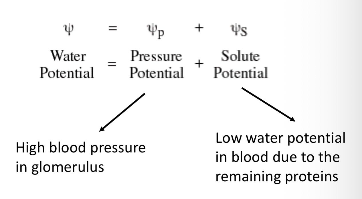 <p>The difference in water potential between the plasma in the glomerular capillaries and filtrate in Bowman’s capsule </p><p>Overall the effect of pressure outweighs the effects of solute concentration so fluid continues to move out of capillary into capsule</p>