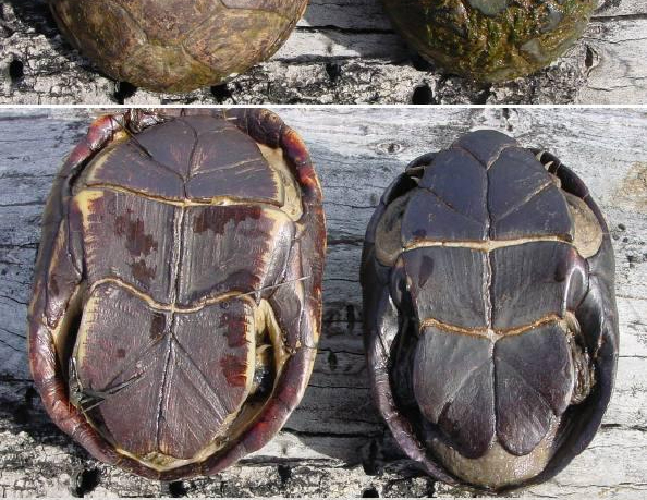 <p>Kinosternidae</p><p><em>Kinosternon subrubrum, </em>Eastern Mud Turtle</p><p>Female left, male right. Males have thicker tails with thicker bases</p>