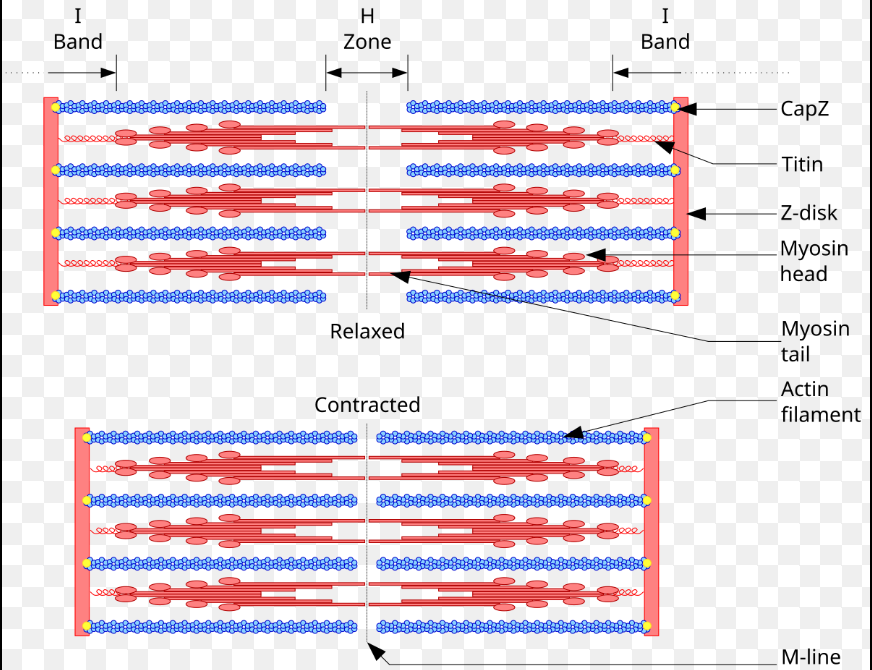 <p>Central region of only myosin heads. Disappears during contraction</p>