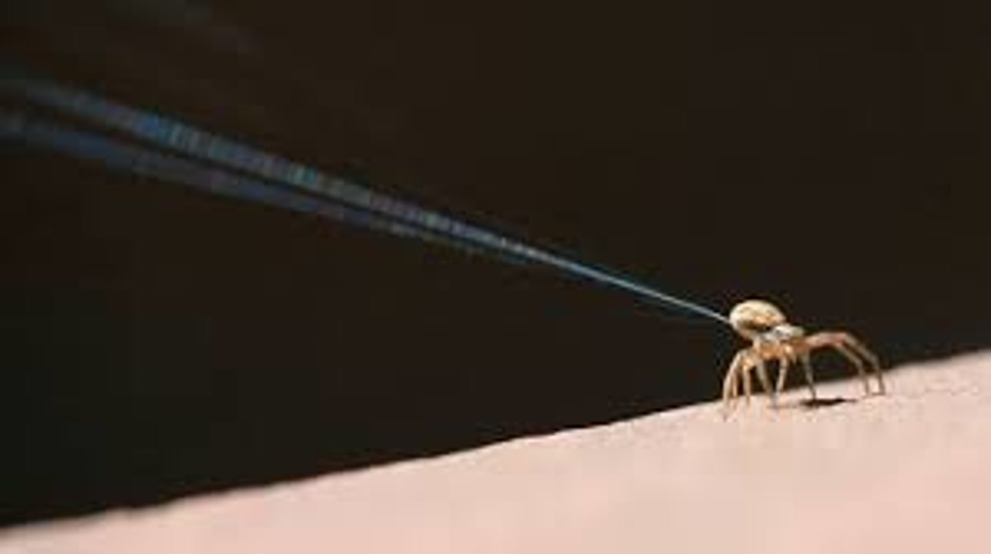 <p>Many young spiders leave the nest by sailing away on silk strands, a practice called____________</p>