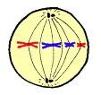 chromosomes line up in the middle of the cell "equator"
-chromosomes are attached to the spindle fibers by their centromere