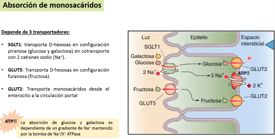 <p>TRANSPORTADOR DE ENTEROCITO:</p><ul><li><p><strong>SGLT 1: Piranosa (glucosa y galactosa)</strong> en contransporte con 2 cationes Na+</p><p>Indirectamente activo (gradiente mantenido por la bomba Na/K, saca 3 Na al espacio intersticial)</p></li><li><p><strong>GLUT 5: Furanosa o fructosa</strong> transporte pasivo facilitado, según el gradiente de [ ]</p></li><li><p><strong>GLUT 2: Monosacarido</strong>, pasan al espacio intersticial desde el enterocito hacia la circulación portal y por ultimo a la circulación sistémica</p></li></ul><p></p>