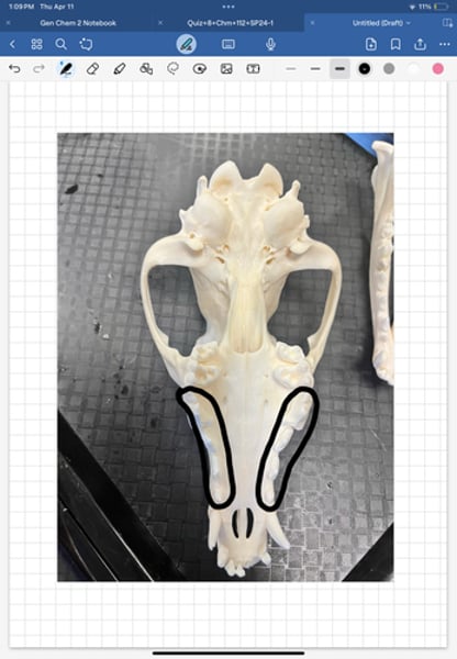 <p>teeth situated between canines and molars</p>