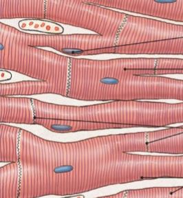 <p>what is this tissue</p>