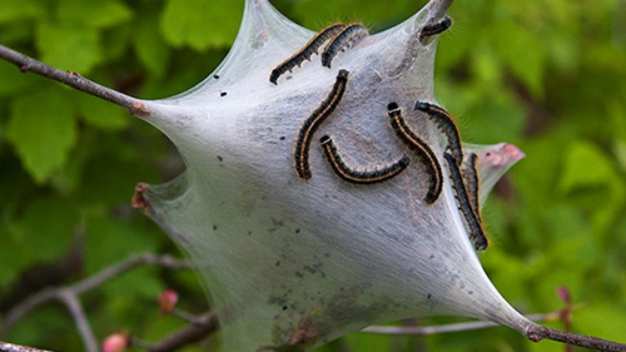 <ul><li><p>attack several types of broadleaf shrubs/trees</p></li><li><p>ugly → nuisance</p></li><li><p>defoliation → reduced growth/vigor</p></li><li><p>moths lay eggs in spring, hatch as plants leaf out, feed and form webs, pupate, moths emerge</p></li><li><p>DETECT EARLY!</p><ul><li><p>mechanical control</p></li><li><p>biological control (Bacillus thuringiensis) on foliage--not on worms</p></li><li><p>chem control</p></li></ul></li></ul>