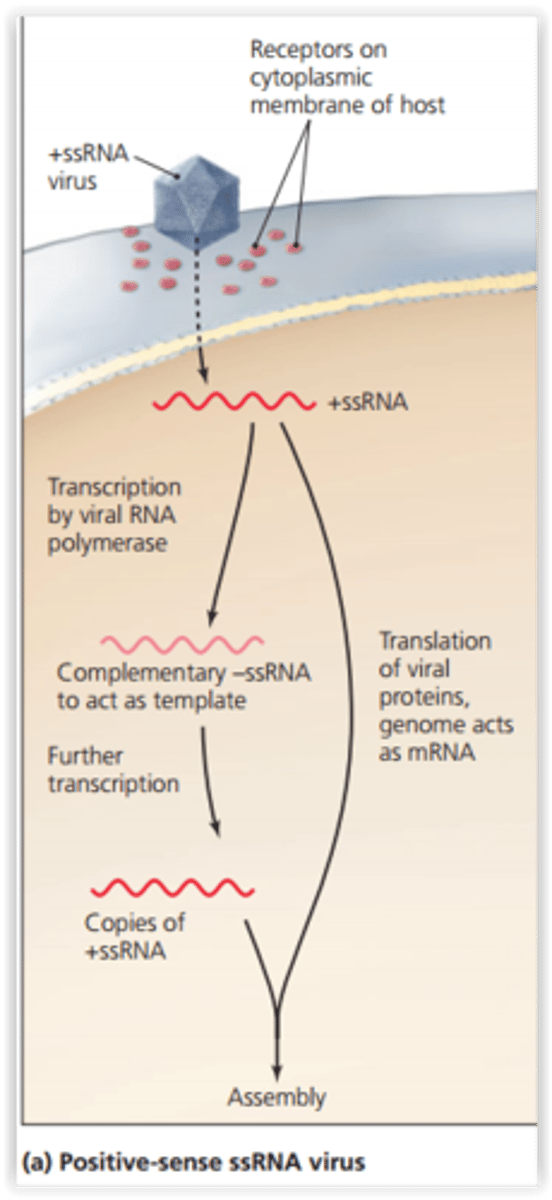 <p>Implies that the genome may be directly translated to functional proteins by the ribosomes of the host cell, just like mRNA.</p>