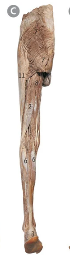 <p>8</p>