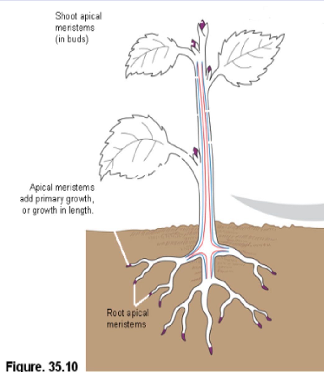 <p>-Located at the tips of roots and shoots</p><p>-Elongate shoots and roots through primary growth</p>
