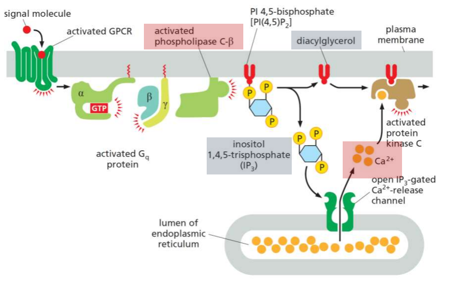 <p>GPCR – PLC – IP3 &amp; DAG – PKC</p>