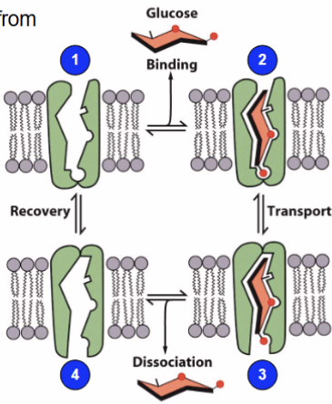 <p>import glucose from blood <strong>down concentration gradient</strong> using facilitator</p>