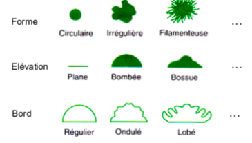 <ul><li><p><strong>forme</strong> = circulaire - irrégulière - filamenteuse </p></li><li><p><strong>élévation</strong> = plane - bombée - bossue </p></li><li><p><strong>bord</strong> = régulier - ondulé - lobé </p></li></ul><p>ex = e.coli → circulaire, plane, régulier </p><p></p>