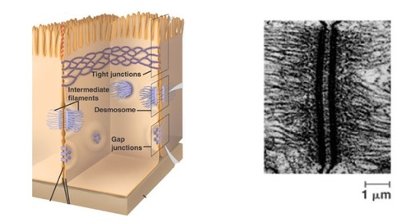 <p>- animal cells</p><p>- a powerful connection in tissues that move around a lot (muscle)</p>