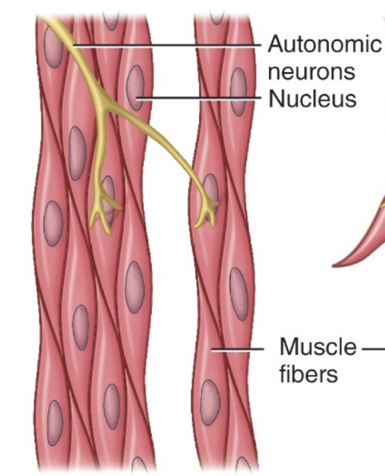 <p>Single, involuntary, non-striated, found in organs.</p>