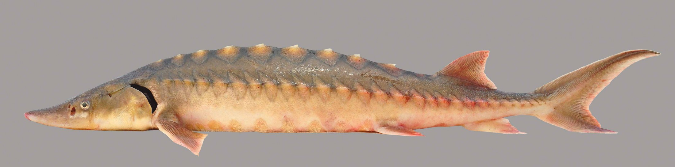 <p>Shortnose Sturgeon</p>