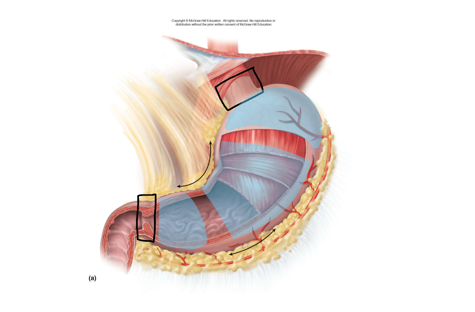<p>what are the parts of the stomach?</p>
