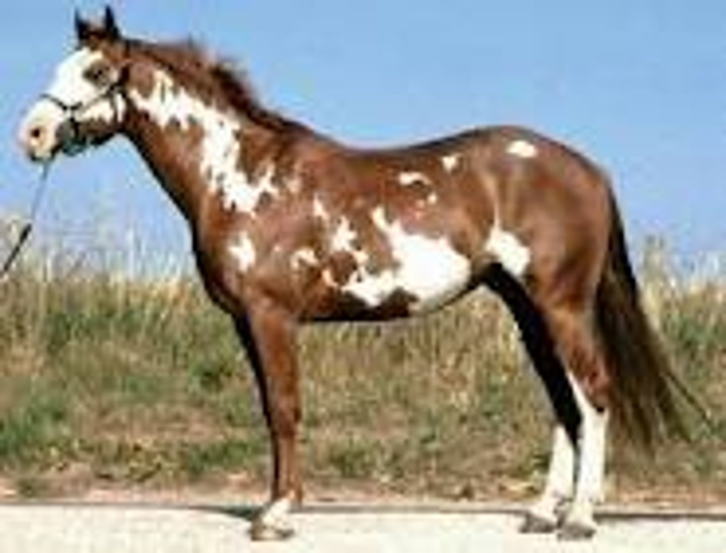 <p>breed registries with color requirements:</p><p>fastest growing breed in numbers today; Quarter horse with too much white, must have one spot above the legs larger than a silver dollar; Sire and dam must be paint, Quarter horse or Thoroughbred</p>