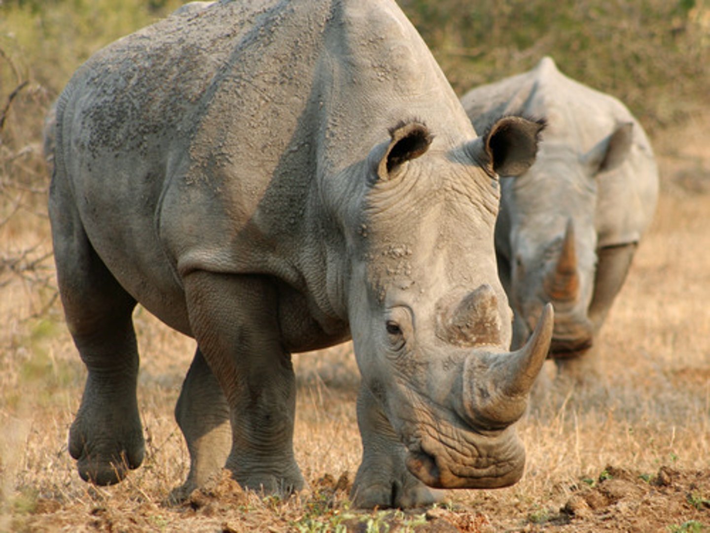 <p>rhinoceroses</p>