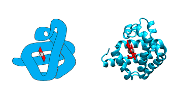 <p>is the oxygen storage protein of skeletal muscle</p>