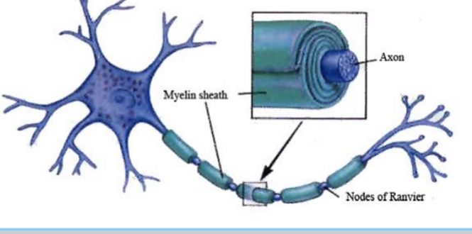 <ul><li><p>process of coating neurons with myelin sheath.</p></li><li><p>Myelin sheath acts as an insulator to speed the transmission of neural impulses along the axon of the neuron.</p></li><li><p>Allows brain to communicate more efficiently with the rest of the body</p></li><li><p>Sensory pathways to brain myelinated at birth.</p></li><li><p>Frontal cortex is not fully myelinated until adolescence or early adulthood</p><ul><li><p>At 25</p></li><li><p>Also part of the reason why toddlers get distracted or bored with one thing very quickly</p></li></ul></li><li><p>Ex. If you asked a 1 year old vs 2 yr old “what’s 2+2” the 1 yr old will take more time to answer partly because they don’t have as much myelinization, meaning it takes longer to process info</p></li><li><p>Increased myelination = enhanced motor ability, attention span, information processing</p></li></ul><p></p>