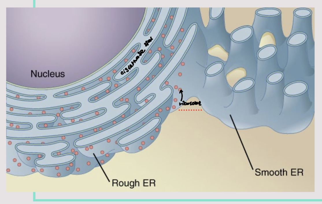 <p>the rough endoplasmic reticulum look rough because there is ribosomes attaches to outside wall while the smooth endoplasmic reticulum does not contain ribosomes</p>